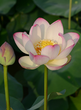 【彩云翔】碗莲乌托邦-中大型 盆栽水生花卉观赏荷花种藕cqu10211