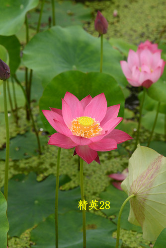 精英28惊艳18大唐芙无暇潇湘静姝