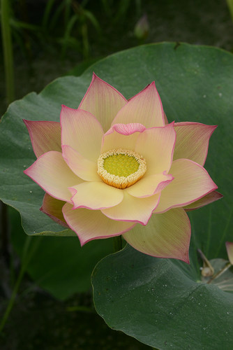 【沭水清波】观赏荷花丰花花期长