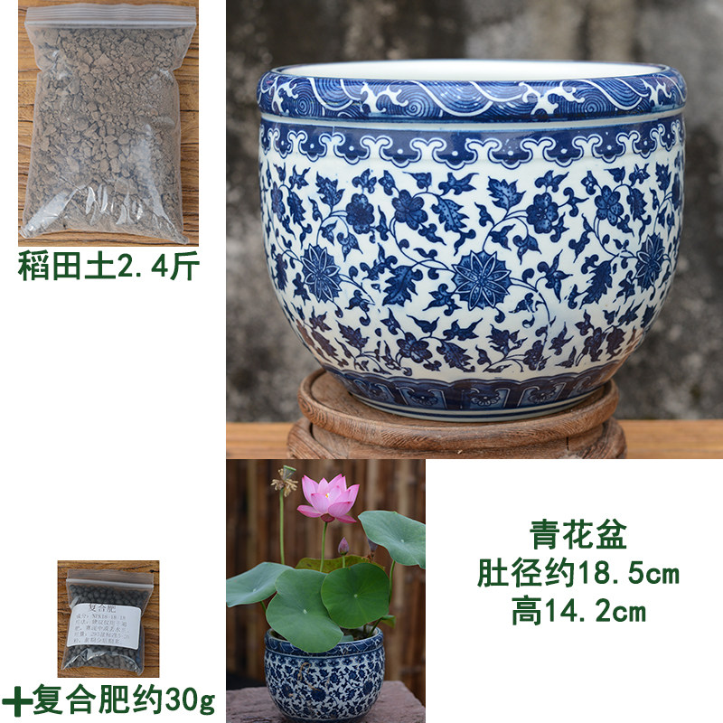 环球碗莲荷花盆水生花卉植物无孔树脂青花陶瓷