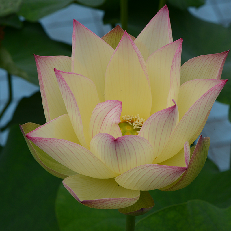 乌托邦荷花【单瓣锦霞】丰花耐热