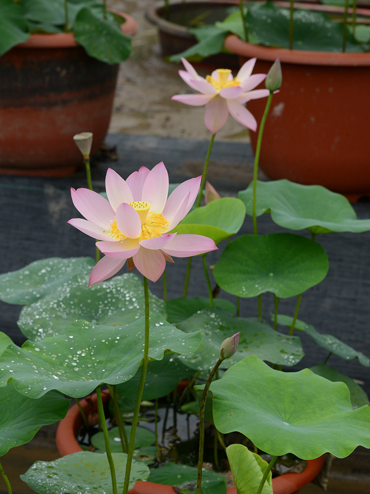 【沐风静淑】碗莲乌托邦-中小型窗台阳台盆栽水生观赏荷花种藕cqu