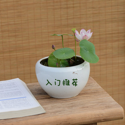 【小铃▪倾绝】碗莲乌托邦中小微型阳台盆栽水生花卉观赏荷花种藕