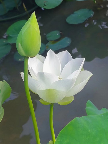 【婚纱】洁白色观赏荷花中型可小