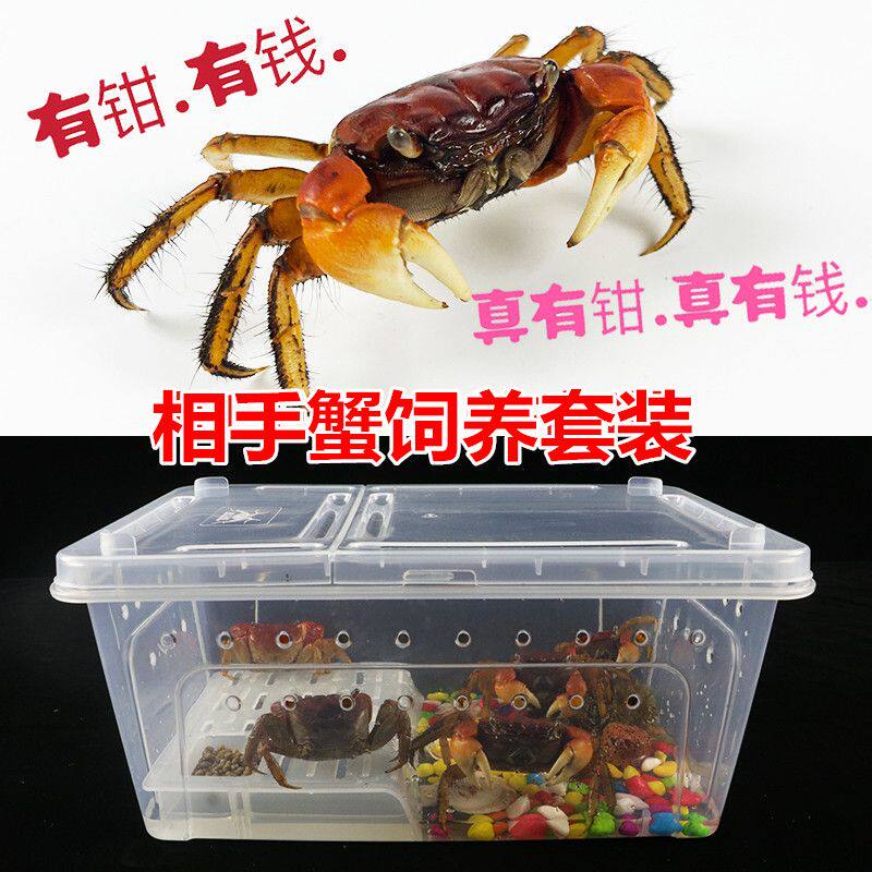相手蟹红鳌宠物小螃蟹活体爬宠鱼缸观赏蟹深水蟹原生淡水蟹将军蟹