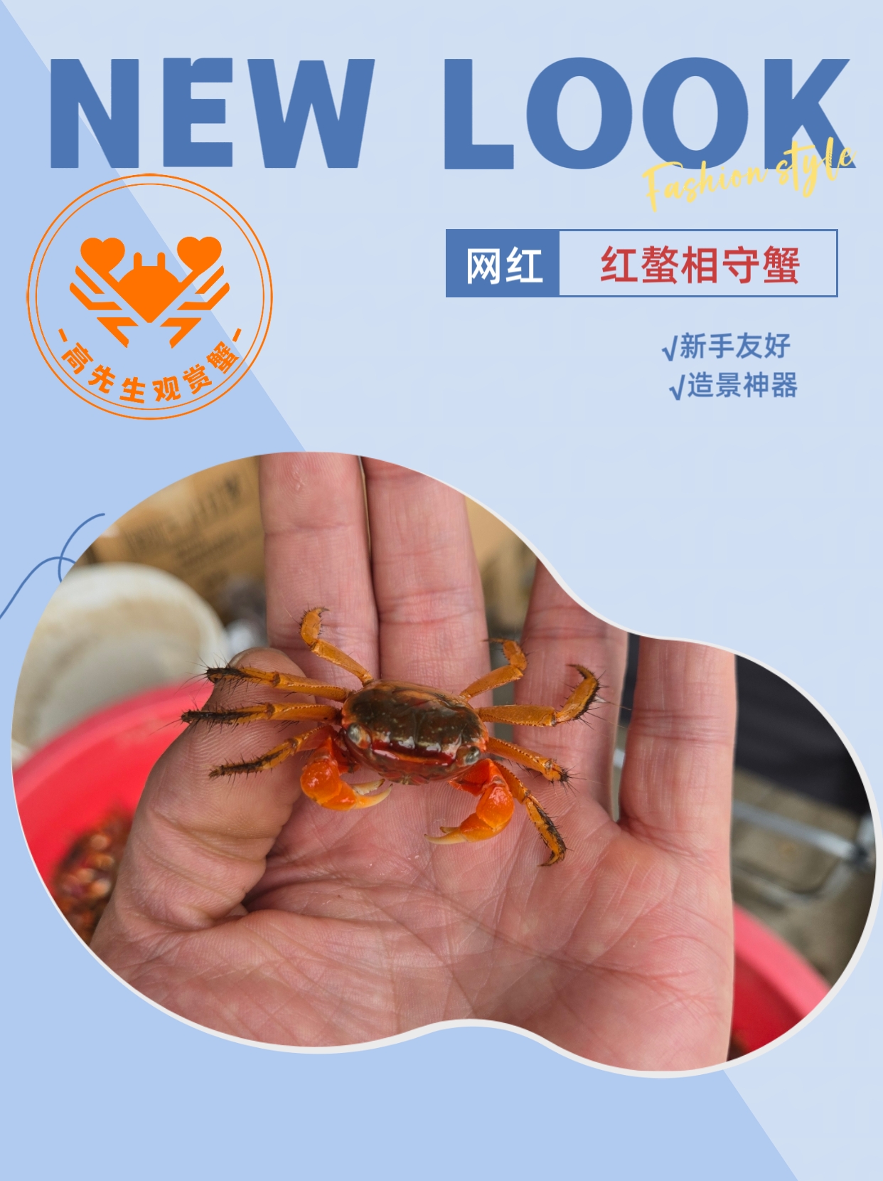 红鳌相手蟹宠物小螃蟹活体爬宠鱼缸观赏蟹深水蟹原生淡水蟹将军蟹