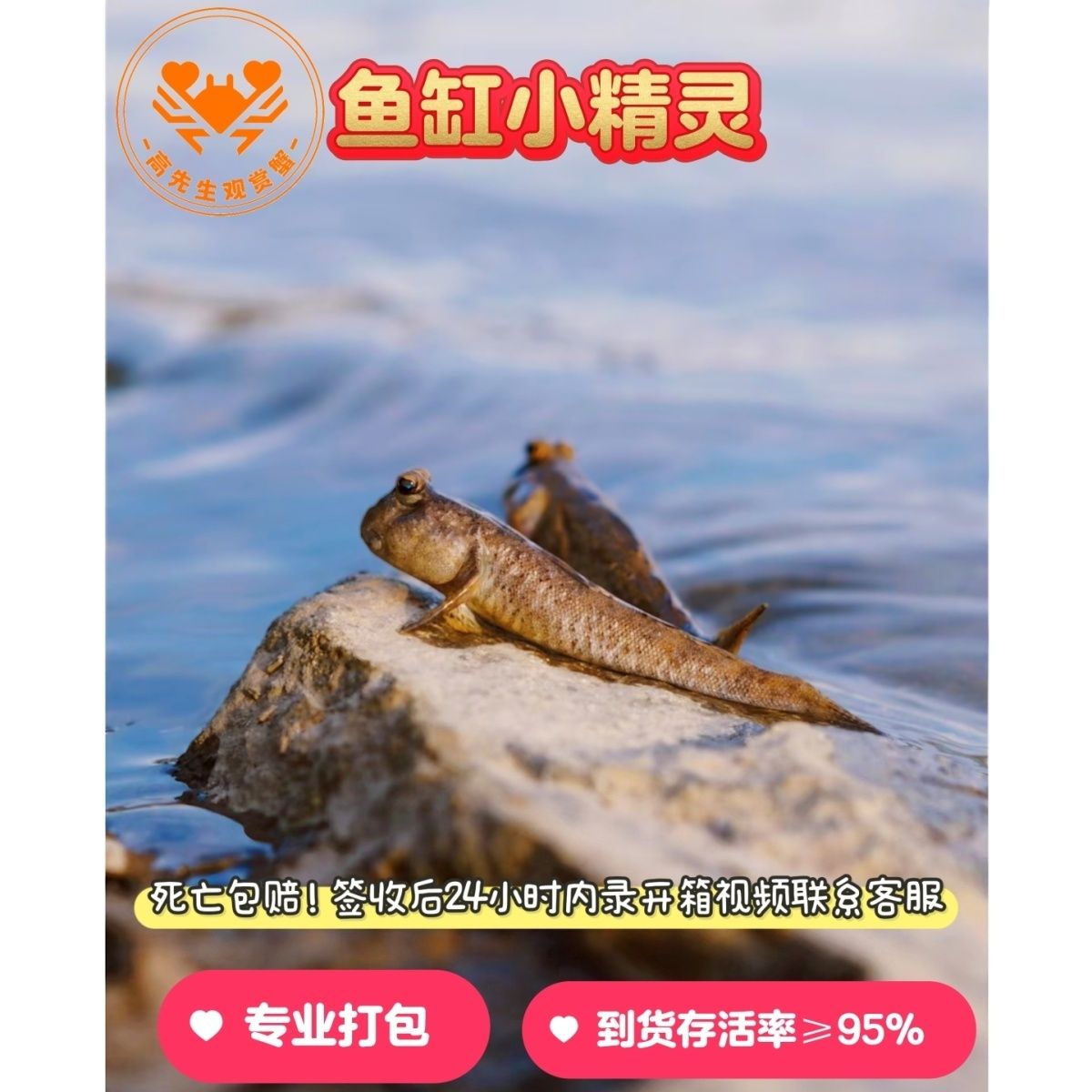 跳跳鱼弹涂鱼活鱼滩涂鱼淡水观赏鱼宠物饲料苗跳鱼弹涂鱼食用