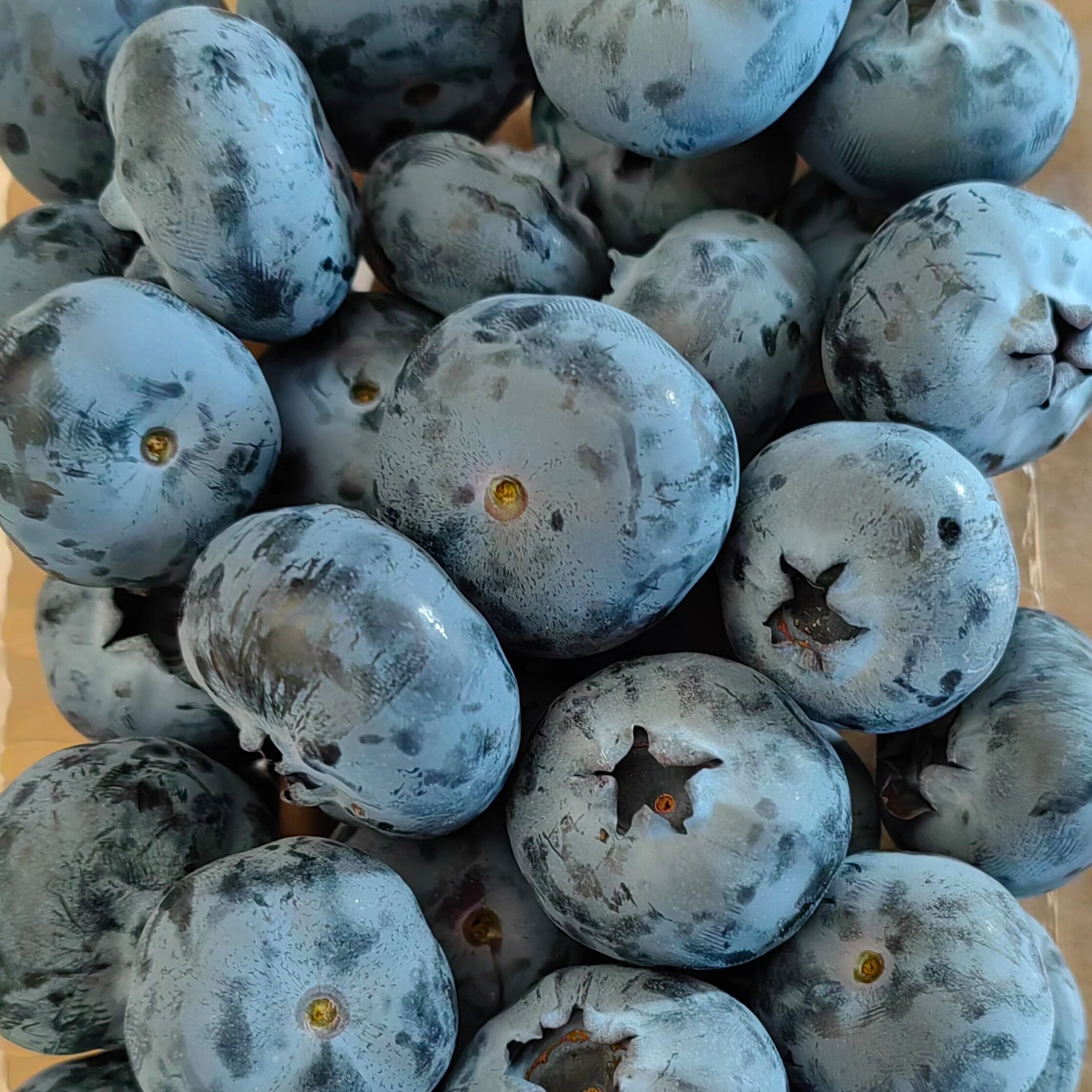 新鲜蓝莓鲜果当季现摘现发孕妇水蓝莓