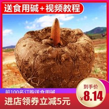 【长期有货】云南生魔芋新鲜现挖现发豆腐灰菜现挖农家自种10斤