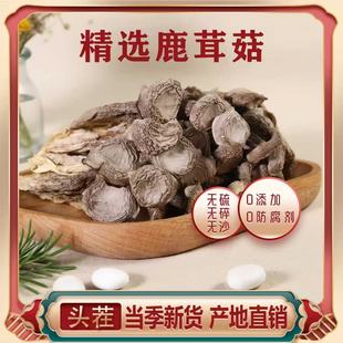 特级鹿茸菇菌香菇商用剪根料营养干货炒肉炖鸡鸭煲汤干锅包饺子