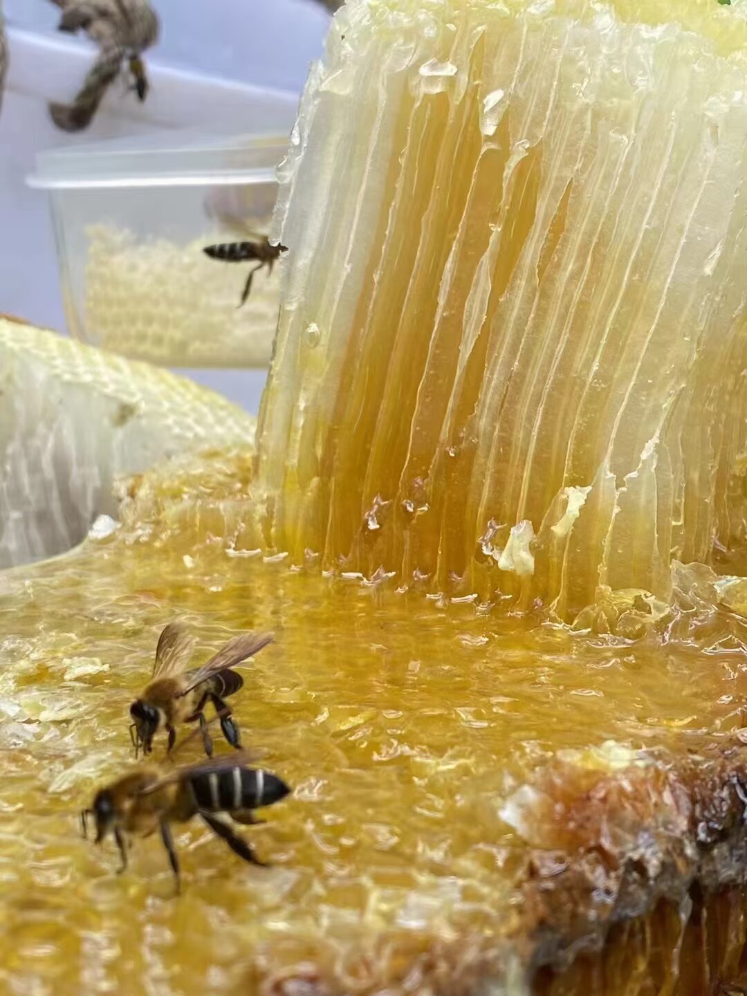 云南野生树杈蜜带巢主要由蜂蜜和蜂巢组成蜂蜡蜂胶花粉营养成分