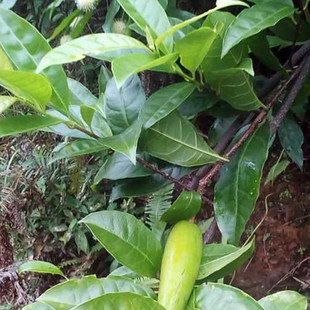 羊角拗500g中草药菱角扭 沥口花 打破碗花 武靴藤 鲤鱼橄榄螺心鱼