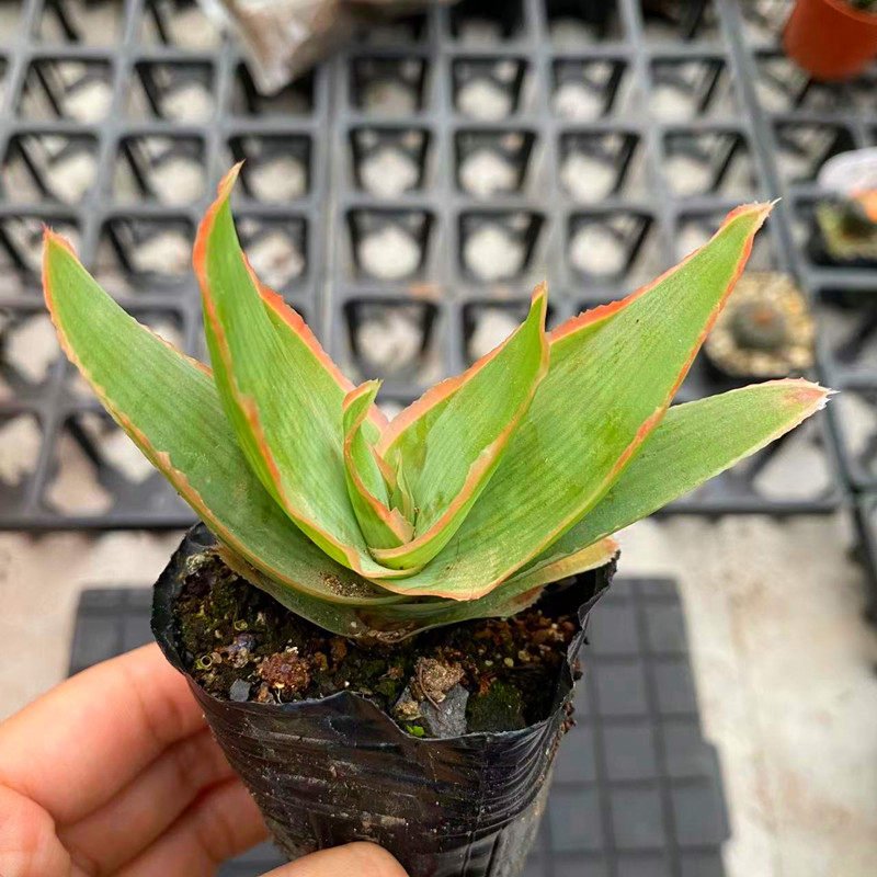 银芳芦荟 进口巨型原生超级绿植大盆栽 开花多肉植物室内稀有品种