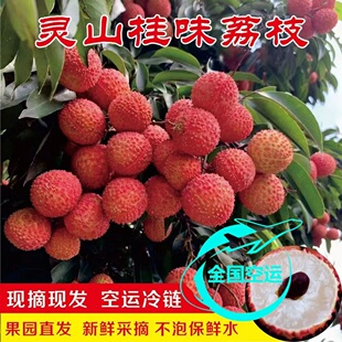 广西灵山荔枝新鲜2026当季妃子孕妇糯米仙进糍奉白糖笑罂现摘现发