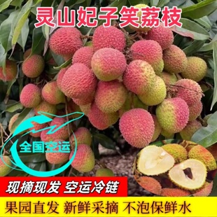 广西灵山桂味荔枝新鲜当季水果现摘现发小核荔枝白糖包罂妃子邮笑