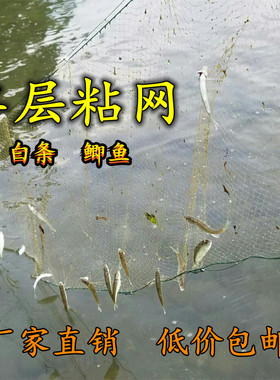 小白条餐条鱼网4分5分6分7分8分9分马口单层浮网漂网粘网丝网渔网