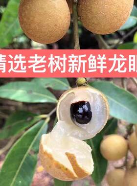 新鲜龙眼福建鲜桂圆 土龙眼80年代回忆 个头小 甜 风味好现摘现发