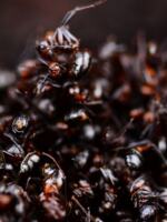 Black ant dried Chinese medicinal material, wild black ant from Changbai Mountain, homemade health wine, can grind 500g of black ant powder thumbnail 3