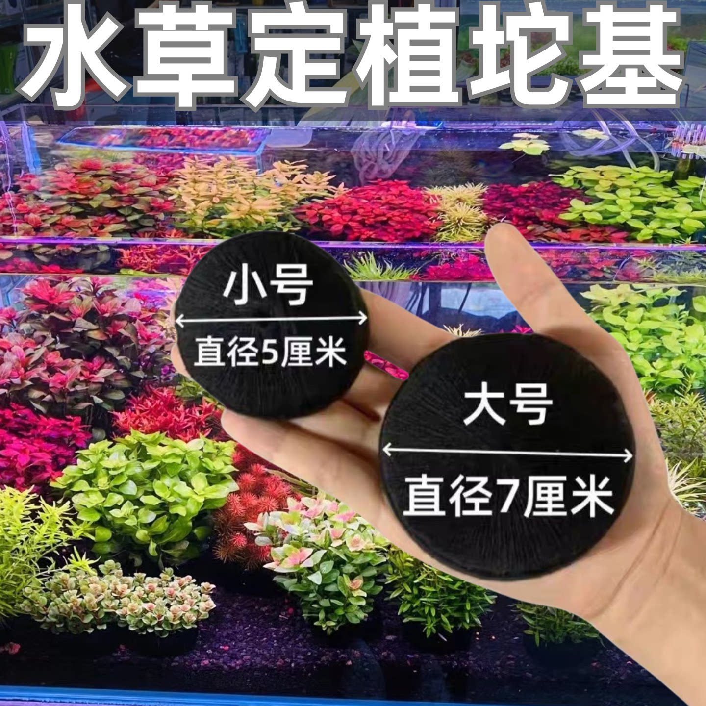 鱼缸水草定植坨基种植物育苗营养水草