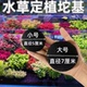 鱼缸水草定植坨基种植物育苗营养土移扦插DIY制作造景底座坨草泥