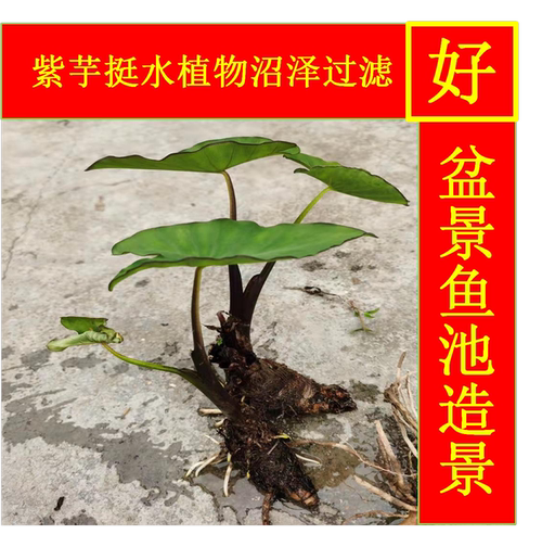 紫芋水培沼泽过渡盆景鱼缸水养