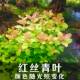 红丝青叶水草中后景增氧阴性水草新手懒人养鱼水族箱鱼缸造景装 饰
