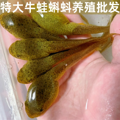 特大牛蛙蝌蚪幼儿园观察儿童宠物