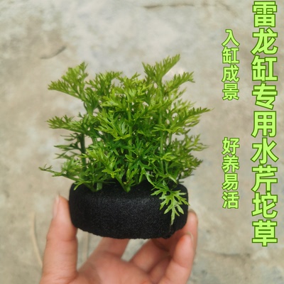 雷龙鱼缸造景水草植物入缸成景