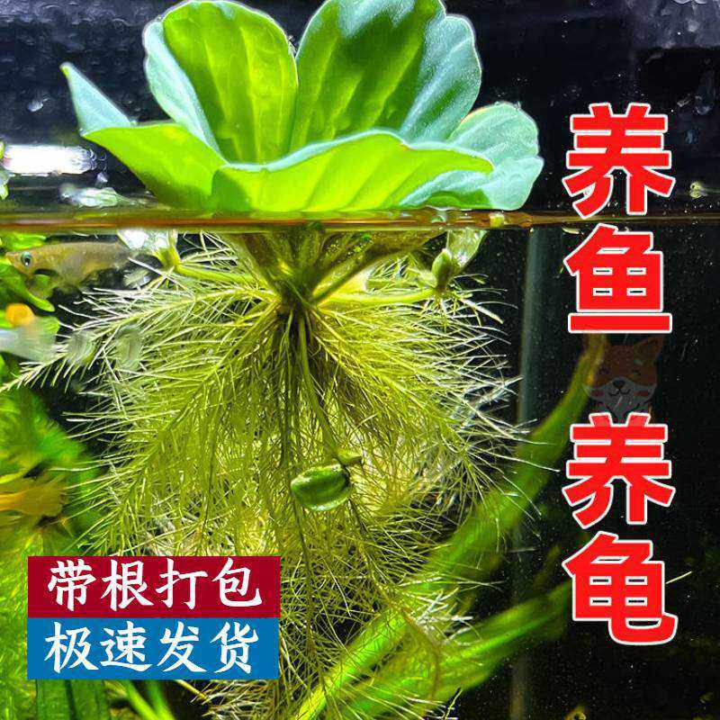 水芙蓉水草池塘水面养鱼浮萍苗水培植物净化水质庭院绿化造景浮萍