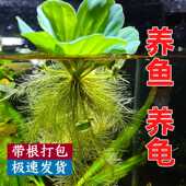 水芙蓉水草池塘水面养鱼浮萍苗水培植物净化水质庭院绿化造景浮萍