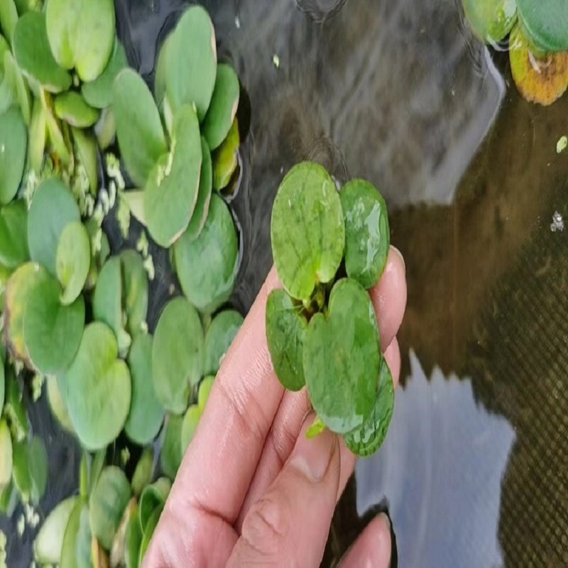 水培增氧圆心萍集锦浮萍养鱼养龟观赏鱼缸造景水质净化活体植物
