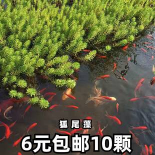 狐尾藻养猪场水质净化污水吸收氨氮绿化环保植物河道绿植浮岛绿植