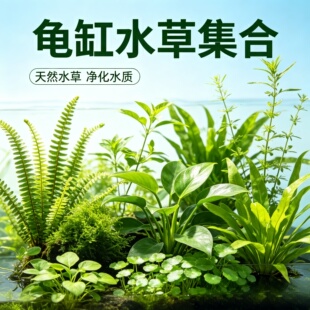 龟缸沼泽过滤水草挺水浮水植物水芙蓉槐叶萍青芋菖蒲净化水质造景