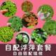 鱼缸浮萍水草水族箱人气水培植物绿植养鱼养龟净化水质漂浮水芙蓉