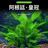 皇冠草鱼缸造景淡水活体植物新手懒人水培阴性真水草净化水质