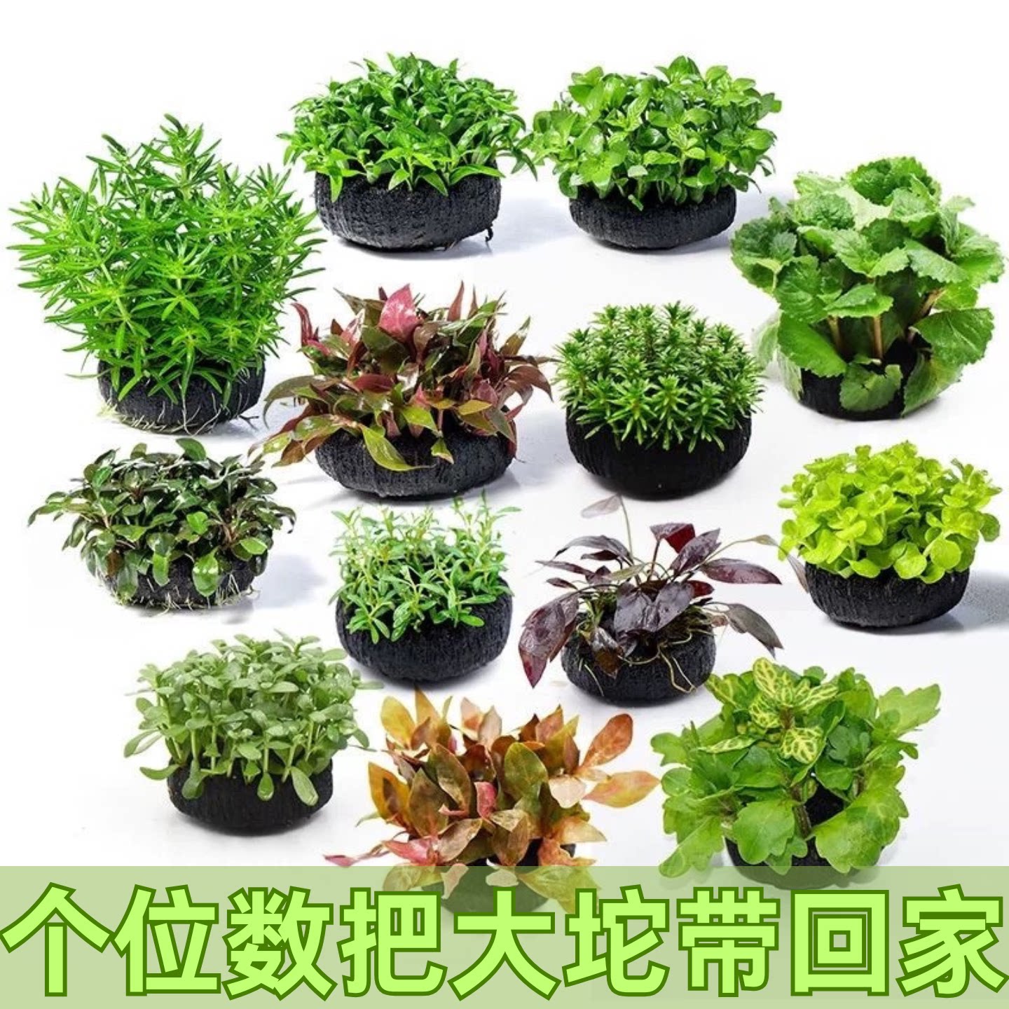 水罗兰水草多品种绿植室内水族造景装饰新手易养懒人净化水质好养