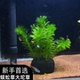 新手首选蜈蚣草大坨草绿色水草鱼缸造景真草净化水质套餐新手专用