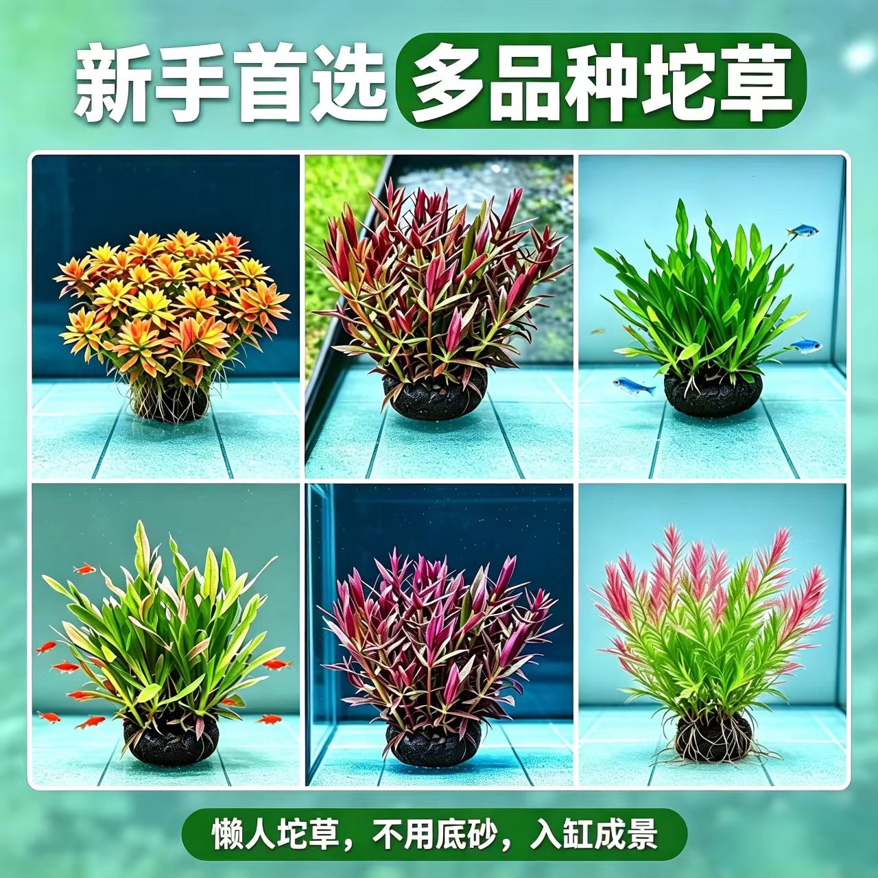 新手首选多品种坨草懒人水草缸造景易养增氧绿菊金鱼藻入缸成景草