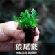 狼尾蕨绿植抱石雨林缸绿植盆栽客厅绿植鱼好养微景观假山造景绿植