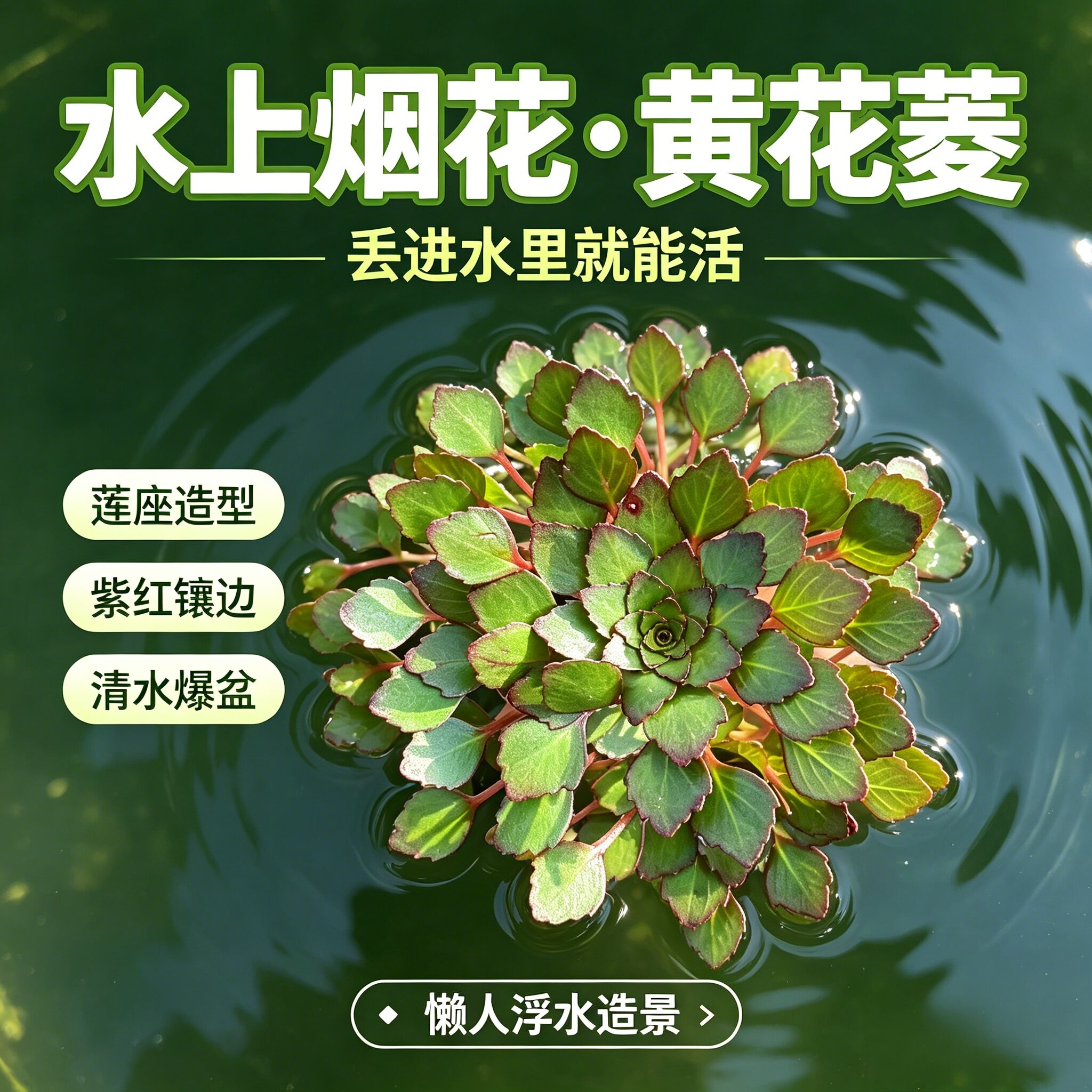 水上烟花黄花菱浮萍鱼缸龟缸造景水草净水增氧变色浮萍懒人好养活