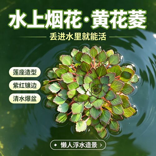 水上烟花黄花菱净水增氧懒人水草