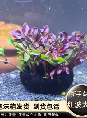 新手专用红波大坨水草紫色绿叶鱼缸造景真草净化水质包活入缸成景