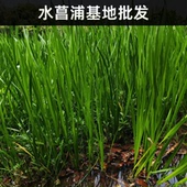 水菖蒲批发养鱼养龟净化水质园林绿化工程水陆绿篱花庭院造景观赏