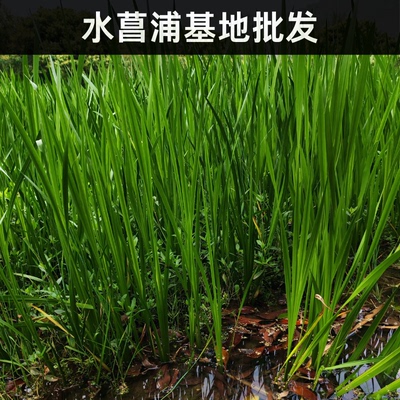 水菖蒲批发庭院造景观赏