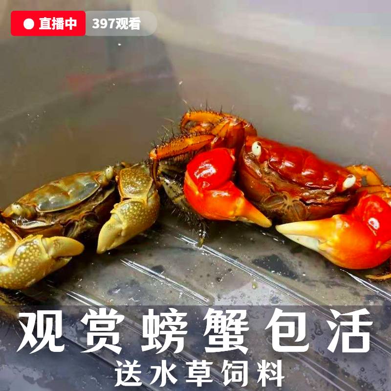 招财蟹相守蟹观赏蟹淡水螃蟹宠物蟹爬水族萌宠养殖鱼缸观赏活体