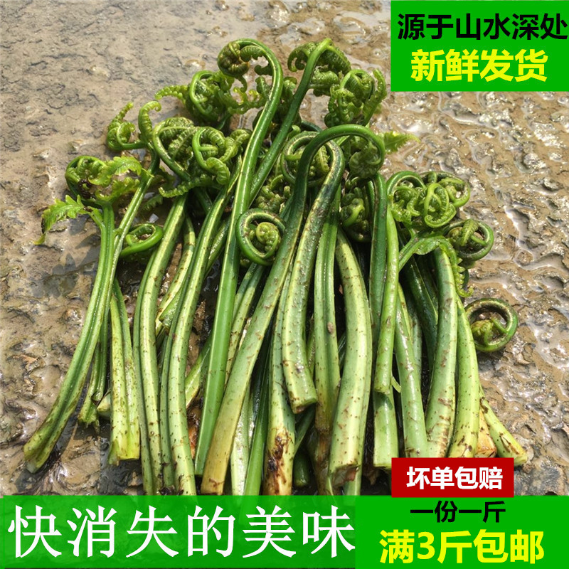 广西桂林蔬菜现摘水蕨菜新鲜农家小溪边野菜青蕨非山蕨满1斤包邮