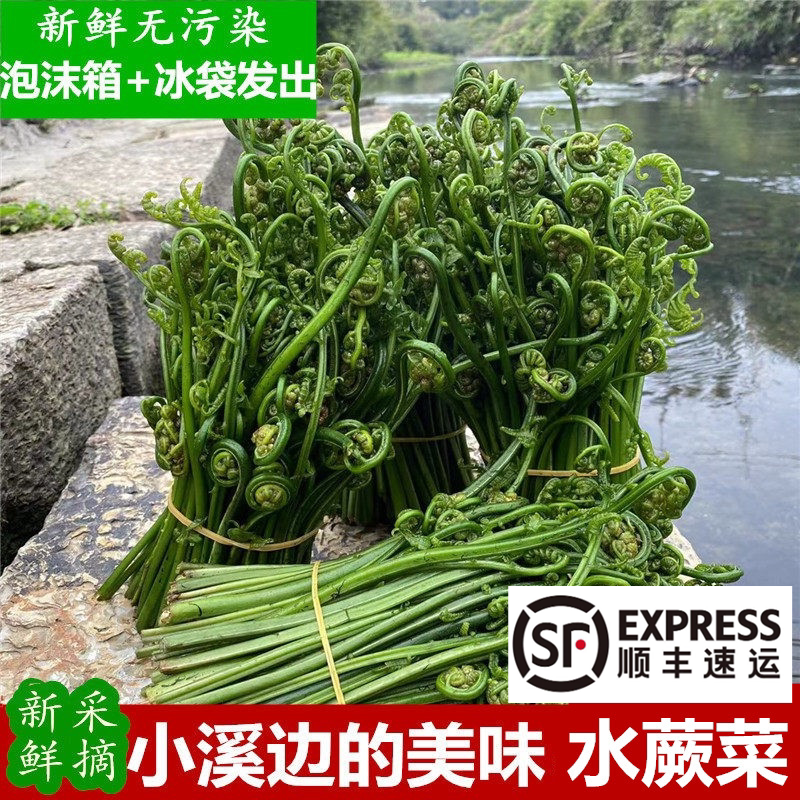 广西桂林特产无污染当天采摘水蕨菜新鲜农家野菜青蕨非山蕨龙爪菜