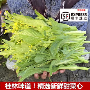 广西家乡的味道无农药桂林农家新鲜白菜苔当天采摘甜菜花白菜心