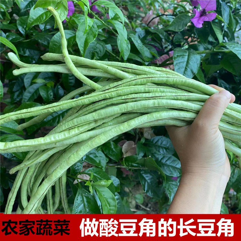 广西桂林本地农家新鲜蔬菜豆角