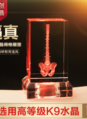 人体模型教学礼物摆件